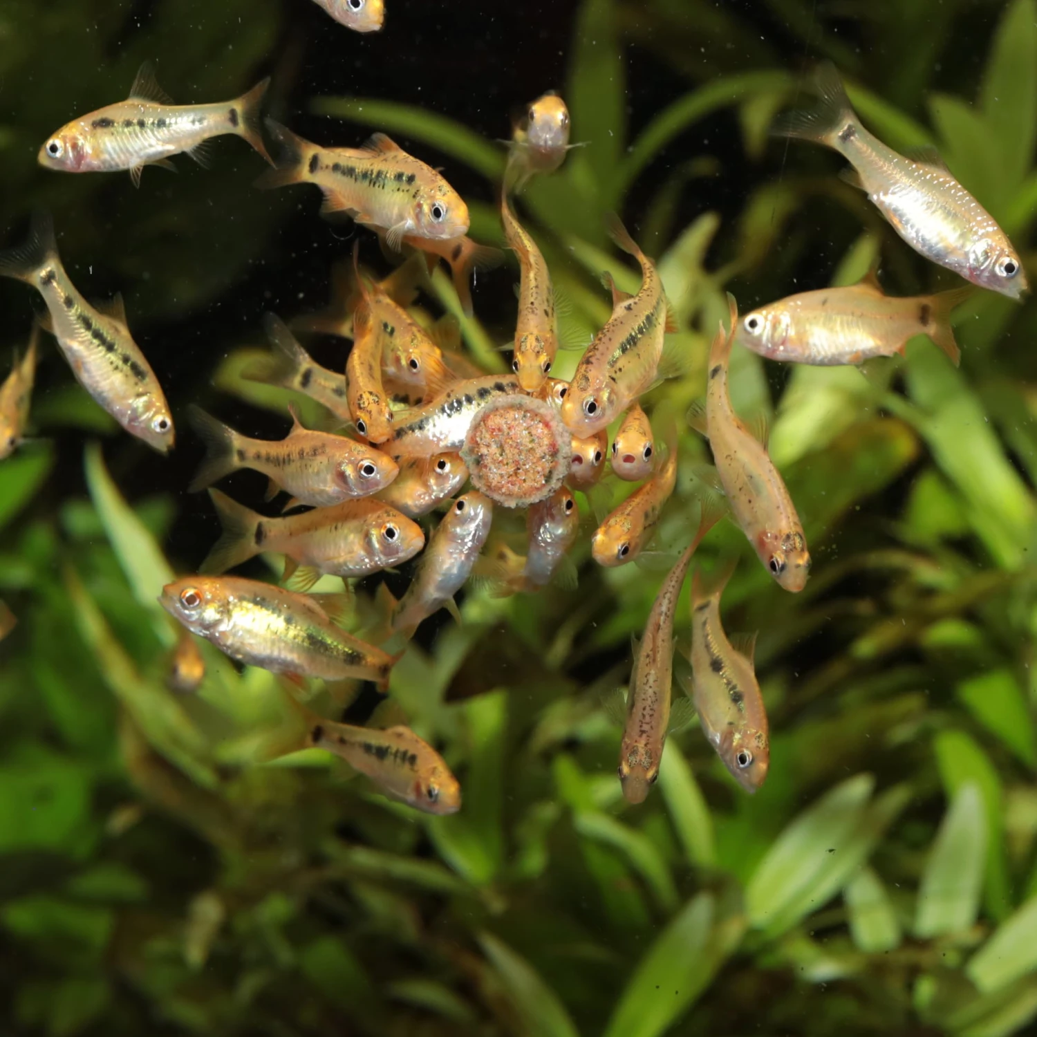 JBL ProNovo Tab M 1000 Ml Nourriture En Tablettes Pour Tous Poissons D'aquarium De 1 à 20 Cm 9 JBL ProNovo Tab M 1000 Ml Nourriture En Tablettes Pour Tous Poissons D'aquarium De 1 à 20 Cm – Image 7