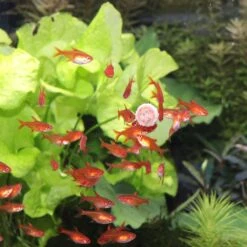 JBL ProNovo Tab M 1000 Ml Nourriture En Tablettes Pour Tous Poissons D'aquarium De 1 à 20 Cm 17 JBL ProNovo Tab M 1000 Ml Nourriture En Tablettes Pour Tous Poissons D'aquarium De 1 à 20 Cm -Poissons Aquariums Magasin jbl pronovo tab m 100 ml nourriture en tablettes pour tous poissons d aquarium de 1 a 20 cm 6 min 2