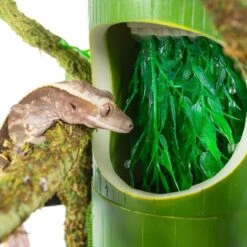 REPTIZOO Bamboo Fontaine 2 En 1 Sert D'abreuvoir Et De Mangeoire 10 REPTIZOO Bamboo Fontaine 2 En 1 Sert D'abreuvoir Et De Mangeoire -Poissons Aquariums Magasin repti zoo 2 in 1 bamboo drinking fountain food dish fontaine pour reptiles 1