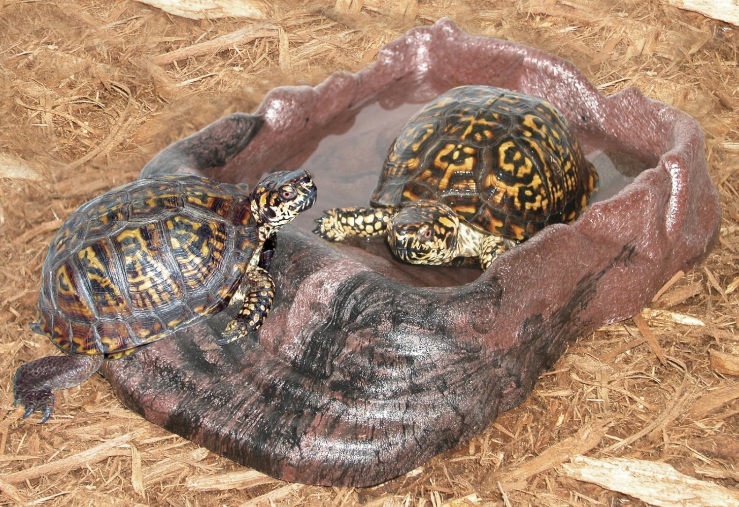 ZOOMED Repti Ramp Bowl X-Large Abreuvoir Avec Plage D'accès à L'eau Spéciale Tortue Et Autres Petits Reptiles Rampants 4 ZOOMED Repti Ramp Bowl X-Large Abreuvoir Avec Plage D'accès à L'eau Spéciale Tortue Et Autres Petits Reptiles Rampants – Image 2