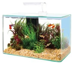 ZOLUX Aqua Clear 40 Blanc Aquarium 17 L Avec éclairage LEDs Et Filtre Interne