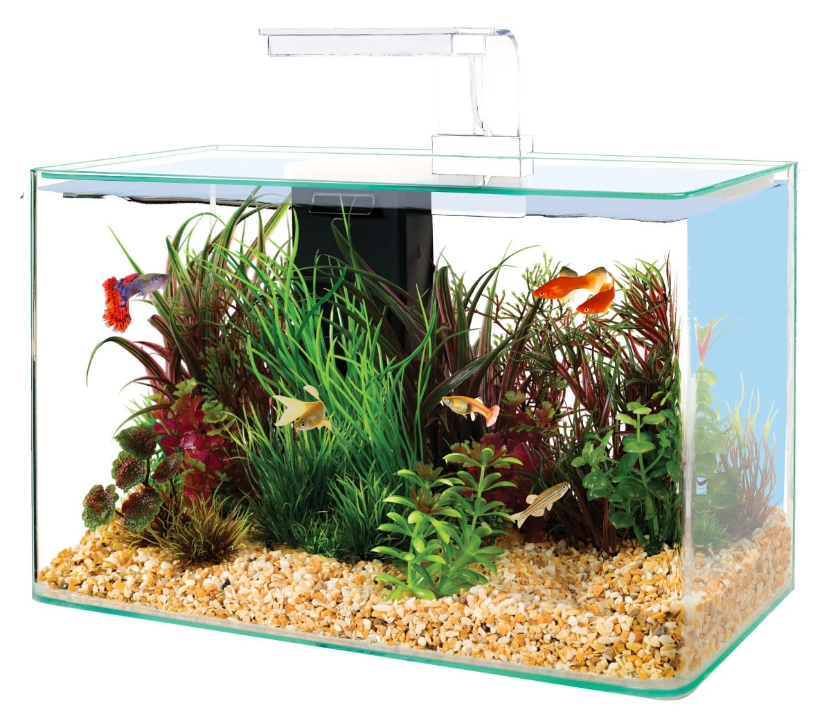 ZOLUX Aqua Clear 40 Blanc Aquarium 17 L Avec éclairage LEDs Et Filtre Interne 3 ZOLUX Aqua Clear 40 Blanc Aquarium 17 L Avec éclairage LEDs Et Filtre Interne
